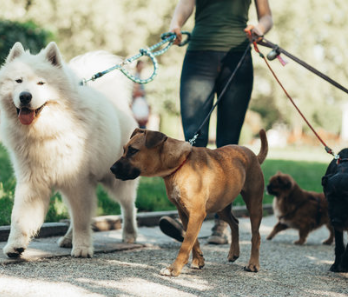 Ideal Dog Walking Hours — Login to view